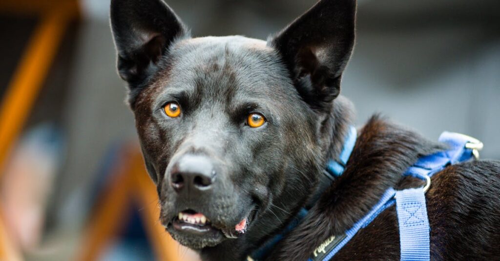 売り切れ商品の再販通知を受け取るスマホの画面と通知アイコン