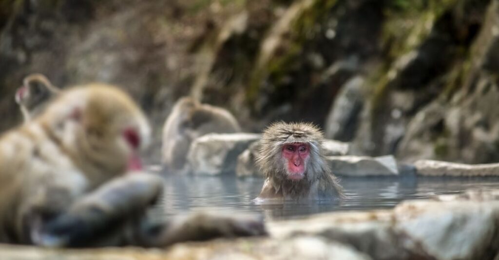 年末年始でも混雑を避けて楽しめる日本の静かな温泉地